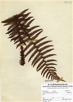 藏品(密鱗鱗毛蕨)的圖片